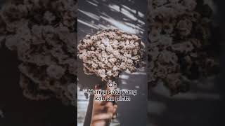 Download Lagu Bunga Abadi #lyrics #bungaabadi #music MP3 Download Lagu Bunga Abadi #lyrics #bungaabadi #music MP3