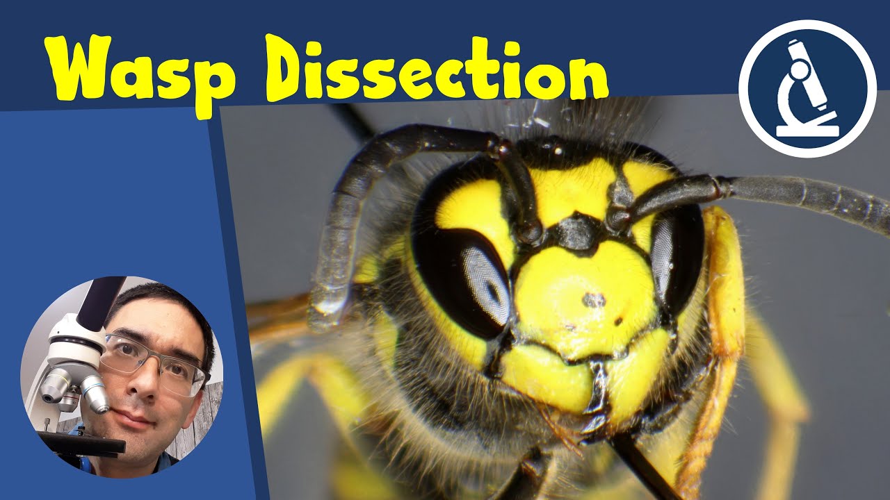 🔬 151 - How to catch WASPS and put them under the microscope | Amateur Microscopy
