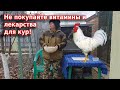 Чем пропаивать кур 🐔 Витамины для кур чеснок+яблочный уксус