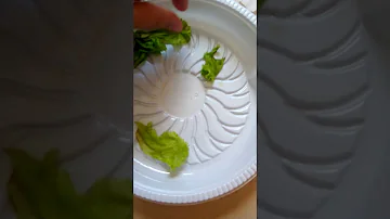 Como alimentar sua joaninha?