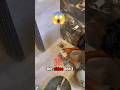 How to Install Gold Metal Drain Cover | Luxury Bathroom Finishing | #Construction