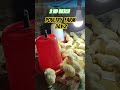 day 2 ✅ #chicken #vairlvidoe #poultryfarming #chickenfarm