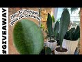 How To Divide and Grow a Large Whale Fin Sansevieria 🌿Plus #GIVEAWAY || A girl with a garden