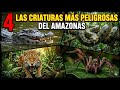 Las 4 CRIATURAS Más PELIGROSAS del AMAZONAS