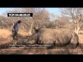 Rhino Poaching HD Stock Footage Samples (WARNING: GRAPHIC CONTENT)