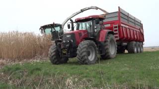 Récolte de miscanthus 2016 en Alsace | CLAAS Jaguar 950 & Kemper