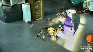 Afton stopping by with breakfast. Mouser Savannah and Keeper Afton at Big Cat Rescue.