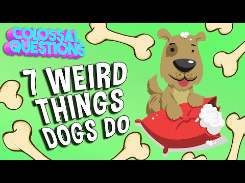 7 WEIRD Things Dogs Do | COLOSSAL QUESTIONS