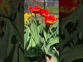 Tulips change fast2025.4.12#tulip