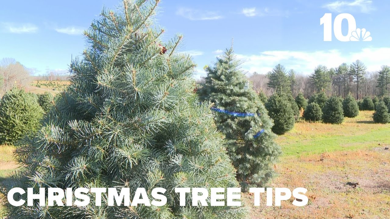 Tips to keep Christmas tree alive - YouTube