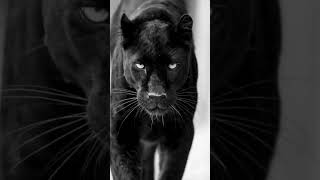 Black Tiger BYGBYRD zishanayaz