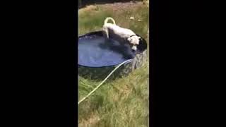 Big Boy Loves Splashing In His Pool For Adoption From Two By Two Rescue