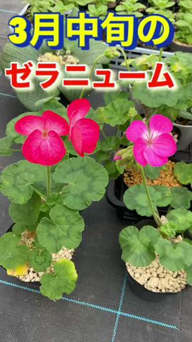 3月のゼラニューム #shorts - YouTube