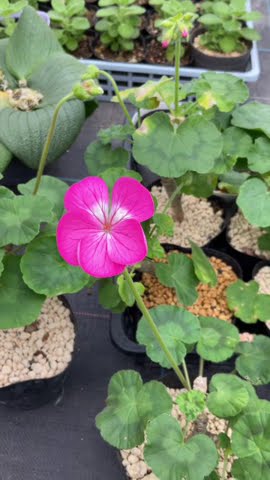 3月のゼラニューム #shorts - YouTube