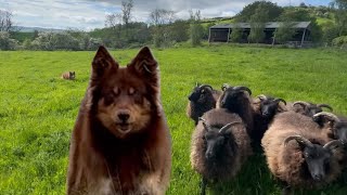 Crazy copper collie dog back in the training field 