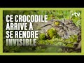 Pour chasser ce crocodile a une technique redoutable  plante terre le prix de la survie