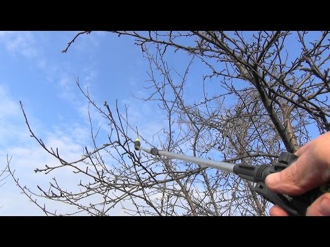Видео: Борба с бледокраката цариградско грозде
