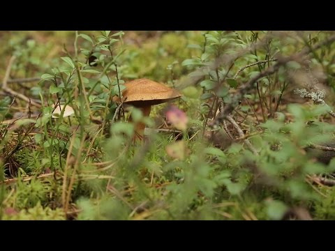 Видео: Еда живая и мёртвая, грибной спецвыпуск