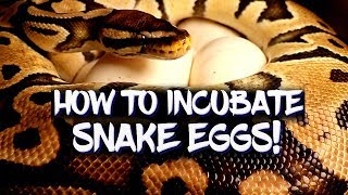 How to incubate ball python eggs!