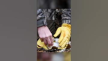 Trapping Tip - Baiting a Duke Dog Proof