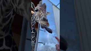 Ozzie The Giraffes Tongue Curling Abilities