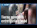 Emotivo video: un gorila 'se enternece' al ver a un recién nacido