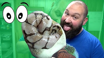 Baby Ball Pythons hatching! World