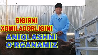 Sigirni xomiladorligini aniqlashni o'rganamiz