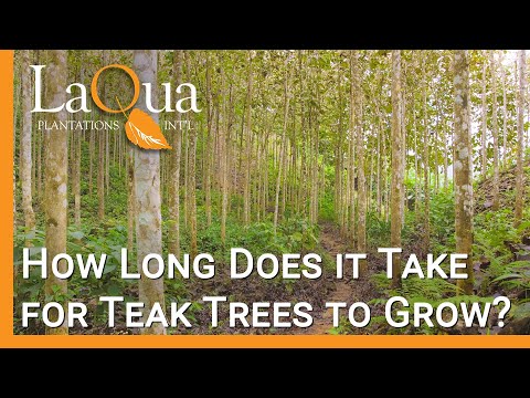 Video: Teak Trees Grow - Kawm Txog Teak Tree Loj hlob