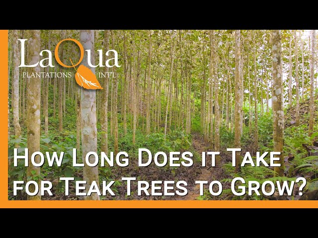 How Long Do Teak Trees Grow Before Harvest? - LaQua Plantations class=