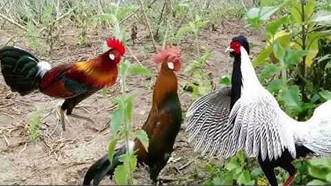 Tiếng gà rừng rặc giọng thổ,