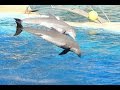 Reprsentation des dauphins  marineland avril 2016