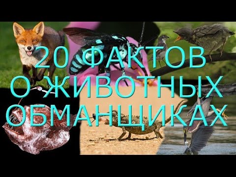 Видео: 20 Фактов о животных обманщиках!