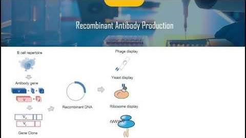 Introduction of Recombinant Antibody