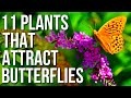 11 Plants To Attract Butterflies To Your Garden | Best Plants For Butterflies