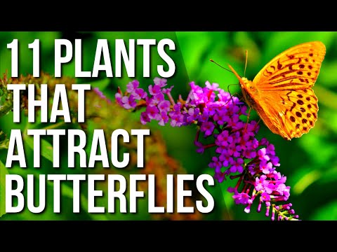 Video: Sommerfuglehaver: Blomster og planter, der tiltrækker sommerfugle