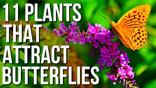 11 Plants To Attract Butterflies To Your Garden | Best Plants For Butterflies