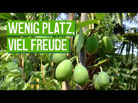 Säulenobst für Balkon
