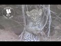 Leopard cub playing with mom