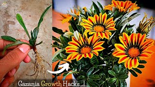 4-Tricks To Maximize Gazania Flower Plant Growth! (Try Now) Resimi