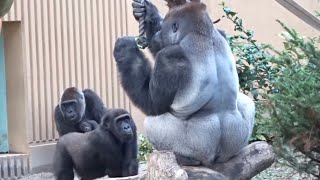 母親の餌を奪おうとした長男を叱る父モモタロウ⭐️ゴリラGorilla【京都市動物園】Momotaro scolds Gentaro for robbing his wife's food.