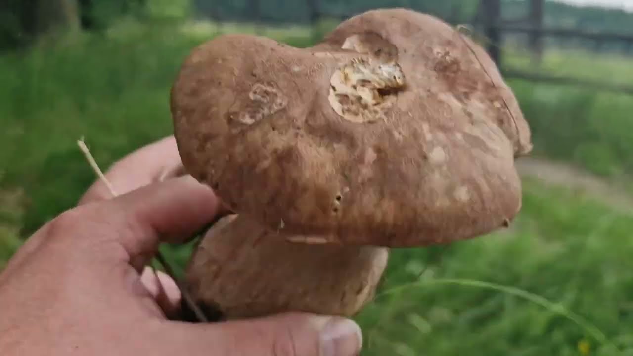 první červnové hřiby dubové 10.6. 2025