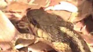 Celebrity Snake Vs. Toad Pt II Net Worth