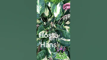 Hans Hosta A Vibrant Blue Hosta Variety For Your Shade Garden Garden Shadegarden Hostas 