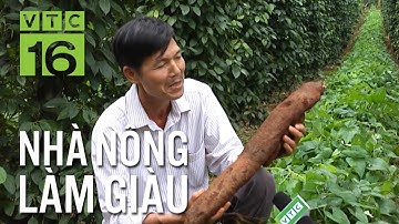 Trồng củ mài xen vườn tiêu, thu lãi "khủng" | VTC16