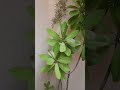 اسم من أسماء الله الحسني احلي الرزق
