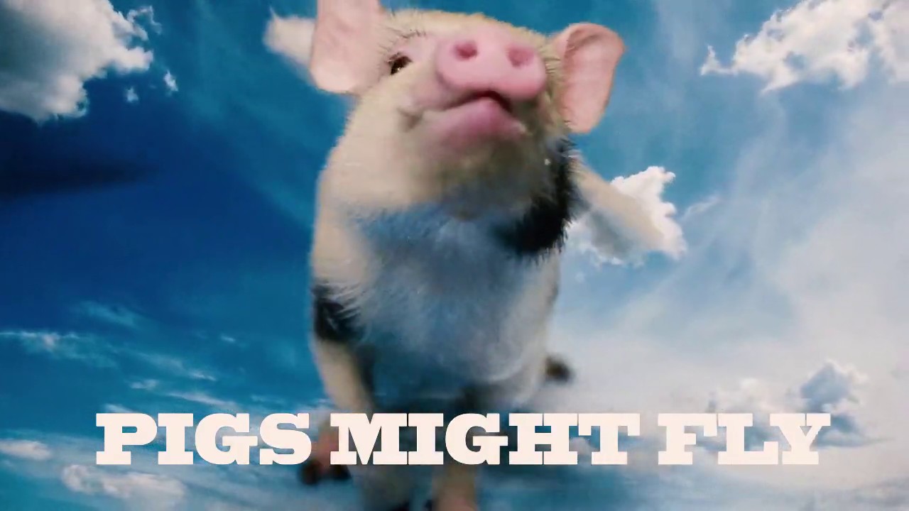 PIGS MIGHT FLY TEASER