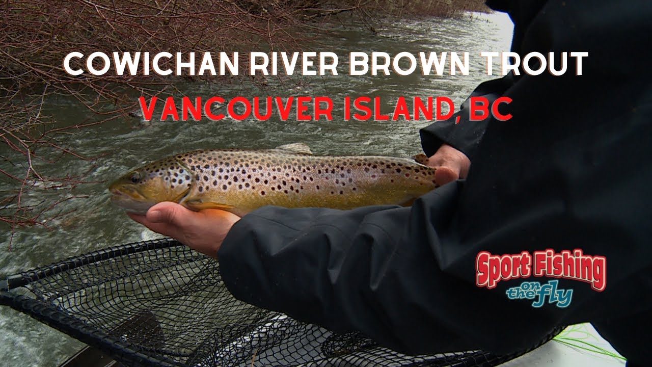 FLY FISHING: COWICHAN RIVER BROWN TROUT 