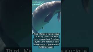 Manatee - most interesting facts