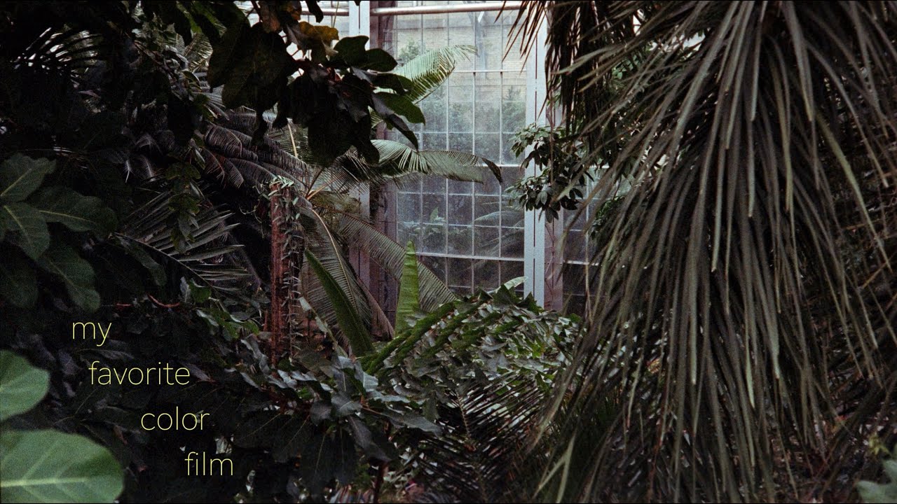 My Last Two Rolls of Fuji Natura 1600